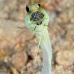 jawfish_yellowhead_dd_fc_v_0441_tci1645.jpg